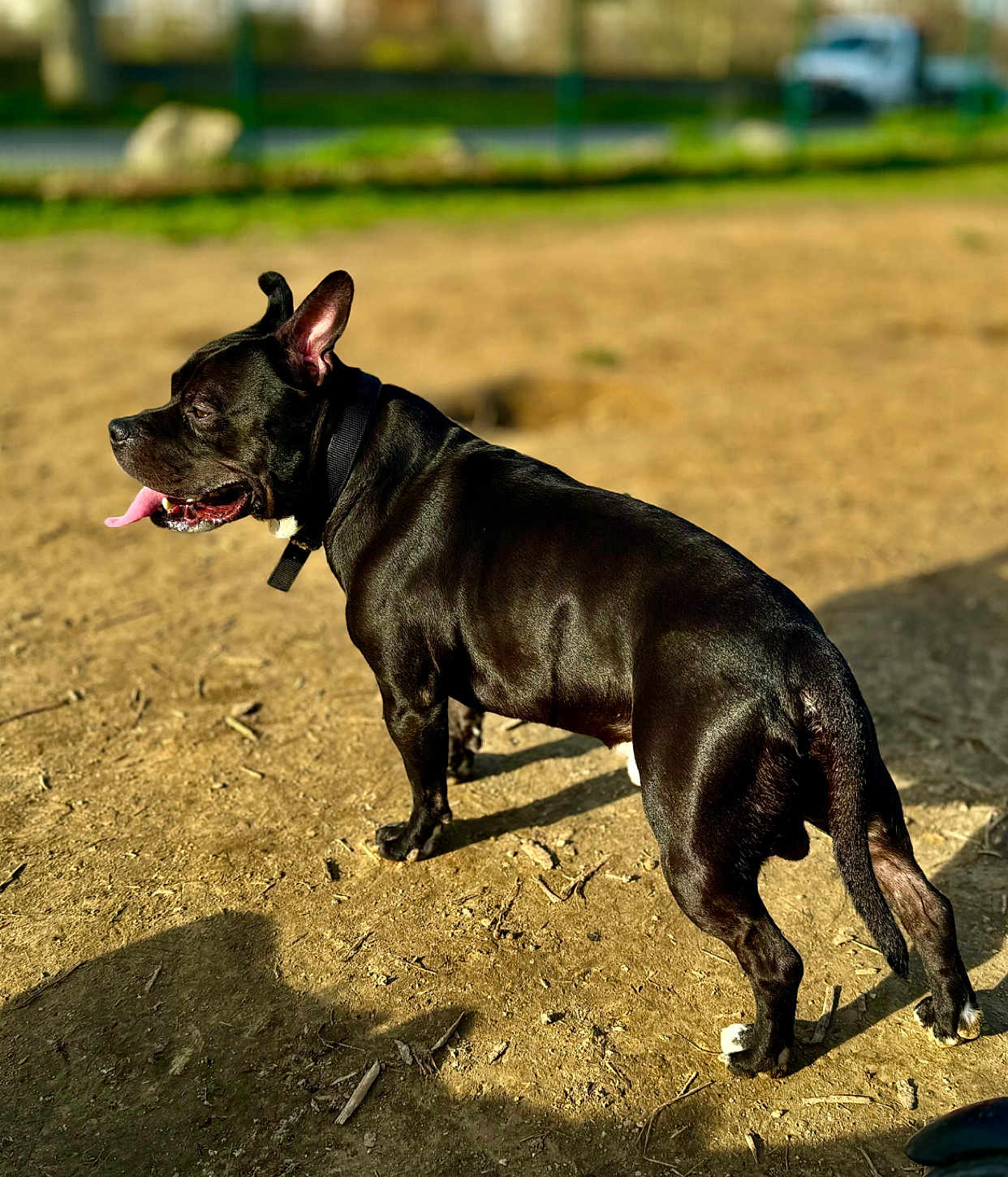 Perzy a rejoint le concours — aidez-le/la à gagner de superbes lots ! dog, black_dog, canine, pet, tongue_out, collar, standing, dirt_ground, park, outdoor, shadow, sunlight, bokeh_background, grass, short_hair, muscular, paws, tail, playful, portrait
