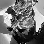 Perzy participe au concours pour gagner de l'argent avec cette photo : dog, bed, sunlight, shadow, tattoo, bracelet, relaxed, indoor, black_and_white, fur, animal, pet, comfort, resting, paw, human_arm, casual, texture, portrait, cozy