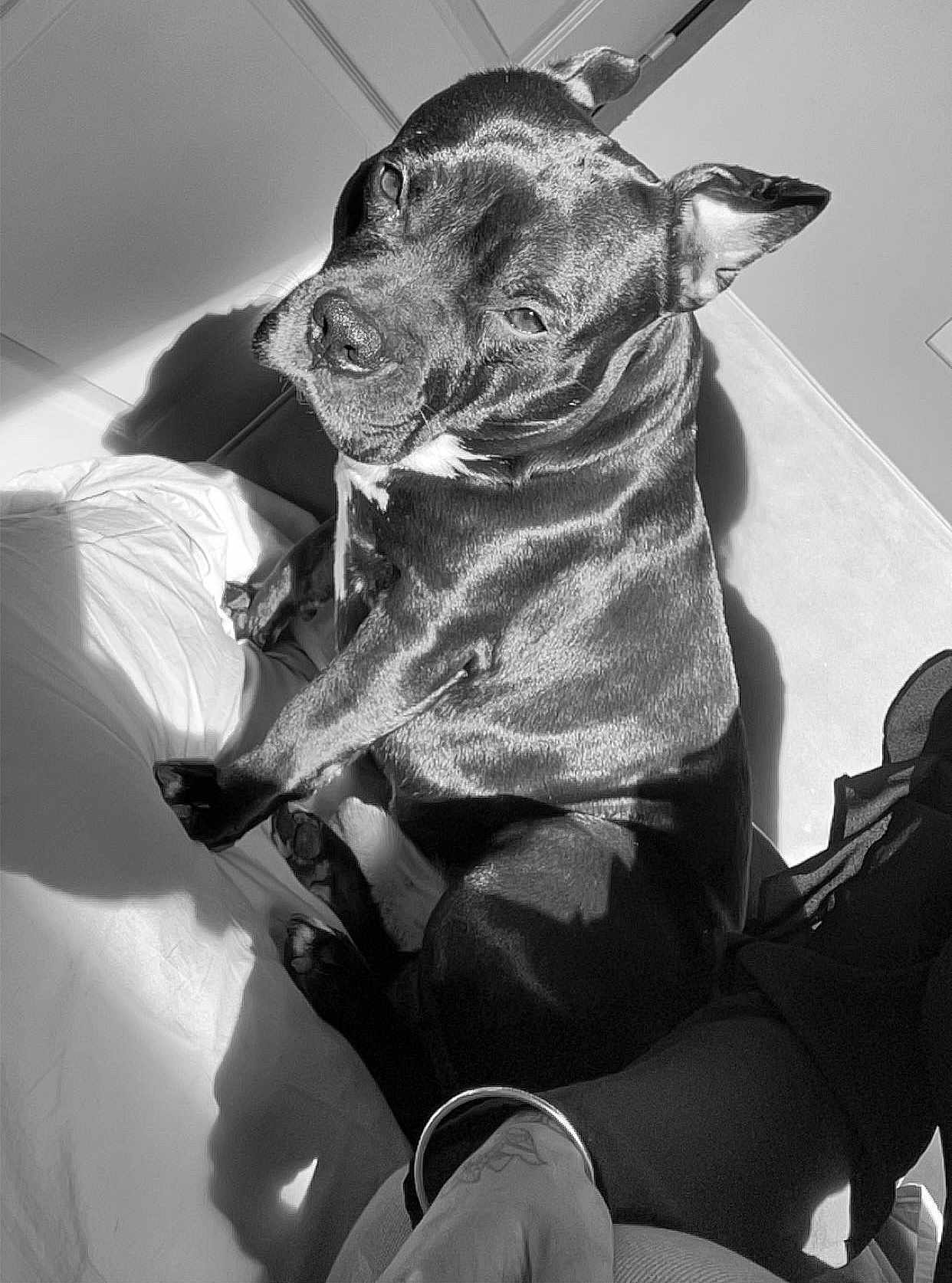 Perzy participe au concours pour gagner de l'argent avec cette photo : dog, bed, sunlight, shadow, tattoo, bracelet, relaxed, indoor, black_and_white, fur, animal, pet, comfort, resting, paw, human_arm, casual, texture, portrait, cozy