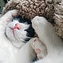 cat, black_and_white, sleeping, paws, pink_nose, fluffy_blanket, cozy, close_up, pet, animal, fur, whiskers, relaxation, cute, indoor, resting, soft_texture, mammal, adorable, nap
