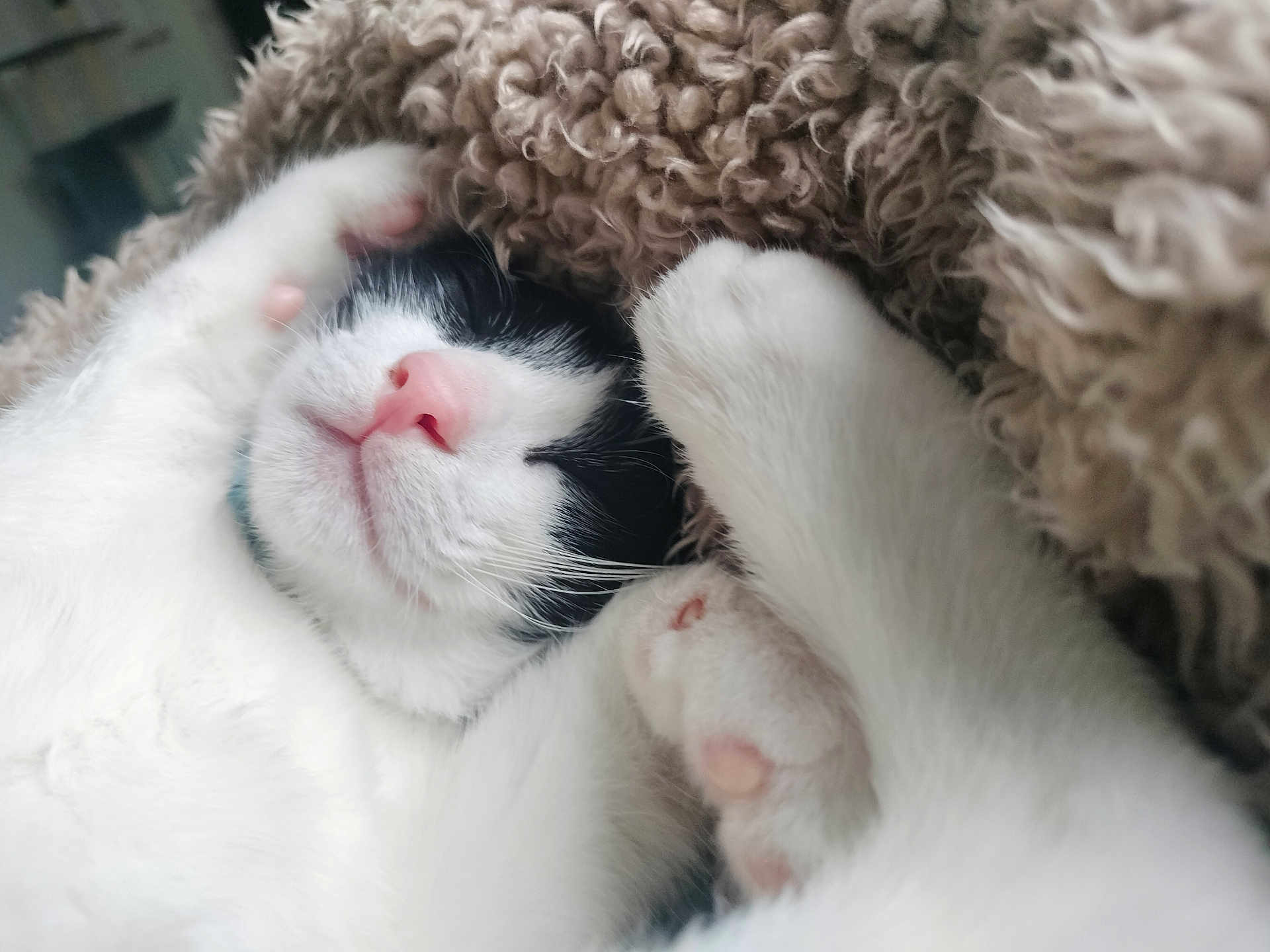 Oreo joined the competition — help win amazing prizes! cat, black_and_white, sleeping, paws, pink_nose, fluffy_blanket, cozy, close_up, pet, animal, fur, whiskers, relaxation, cute, indoor, resting, soft_texture, mammal, adorable, nap