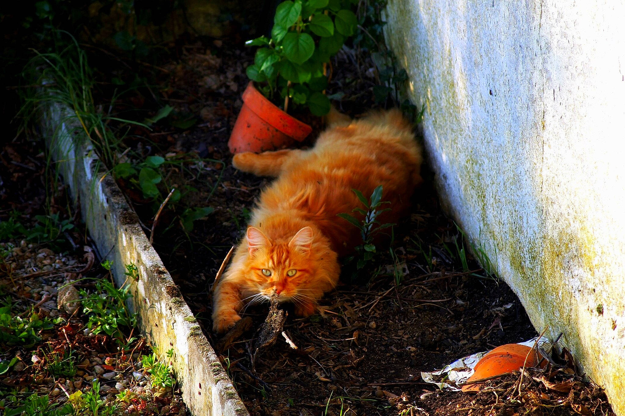 Lapin participe au concours pour gagner de l'argent avec cette photo : canidae, carnivore, curb, dog_breed, fawn, felidae, fur, grass, groundcover, human_leg, plant, snout, soil, sporting_group, tail, terrestrial_animal, trunk, whiskers, wildlife, wood