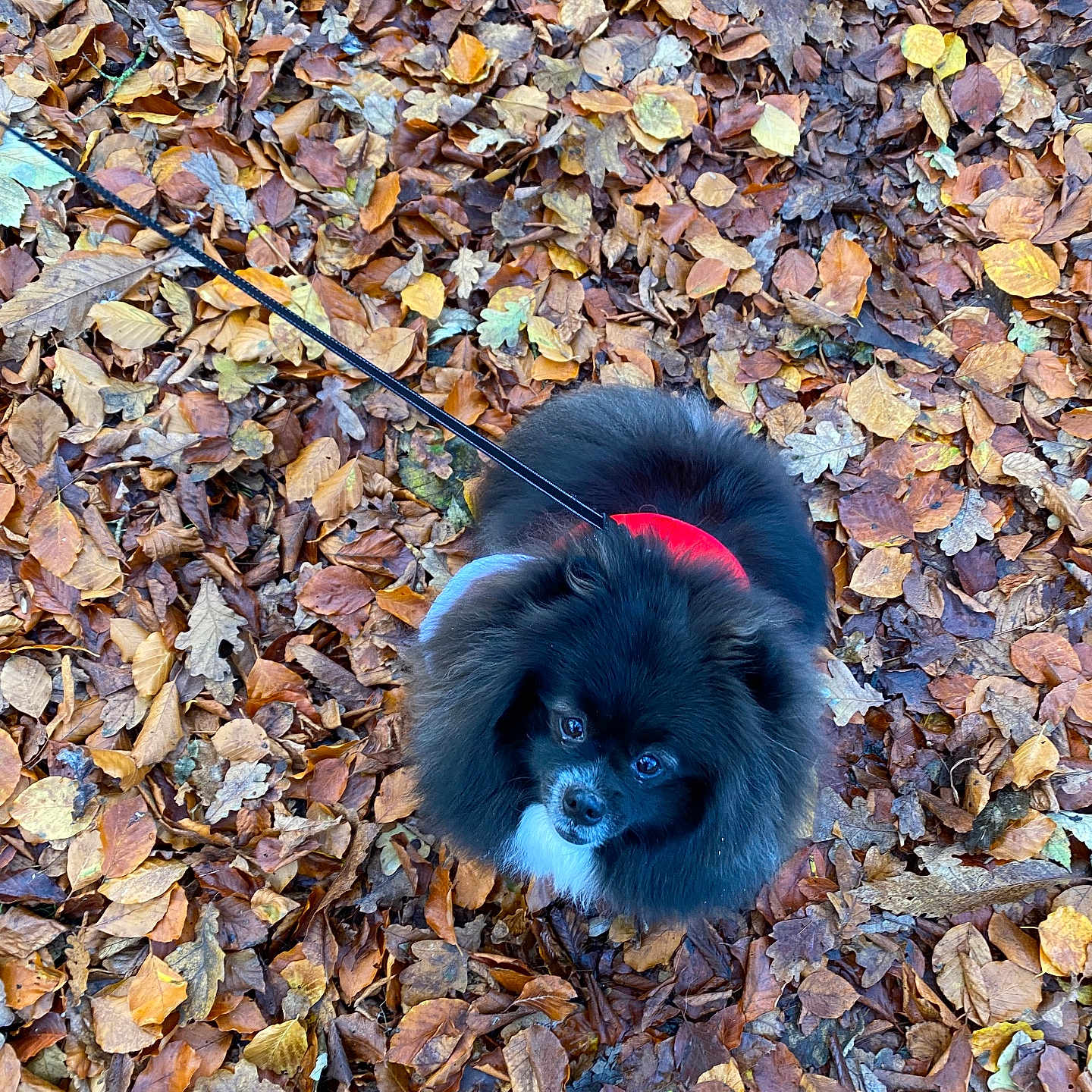 Bear joined the competition — help win amazing prizes! accessories, animal, canine, dog, face, head, leaf, leash, outdoors, person, pet, photography, plant, portrait, puppy, rock, slate, strap, tree, vegetation