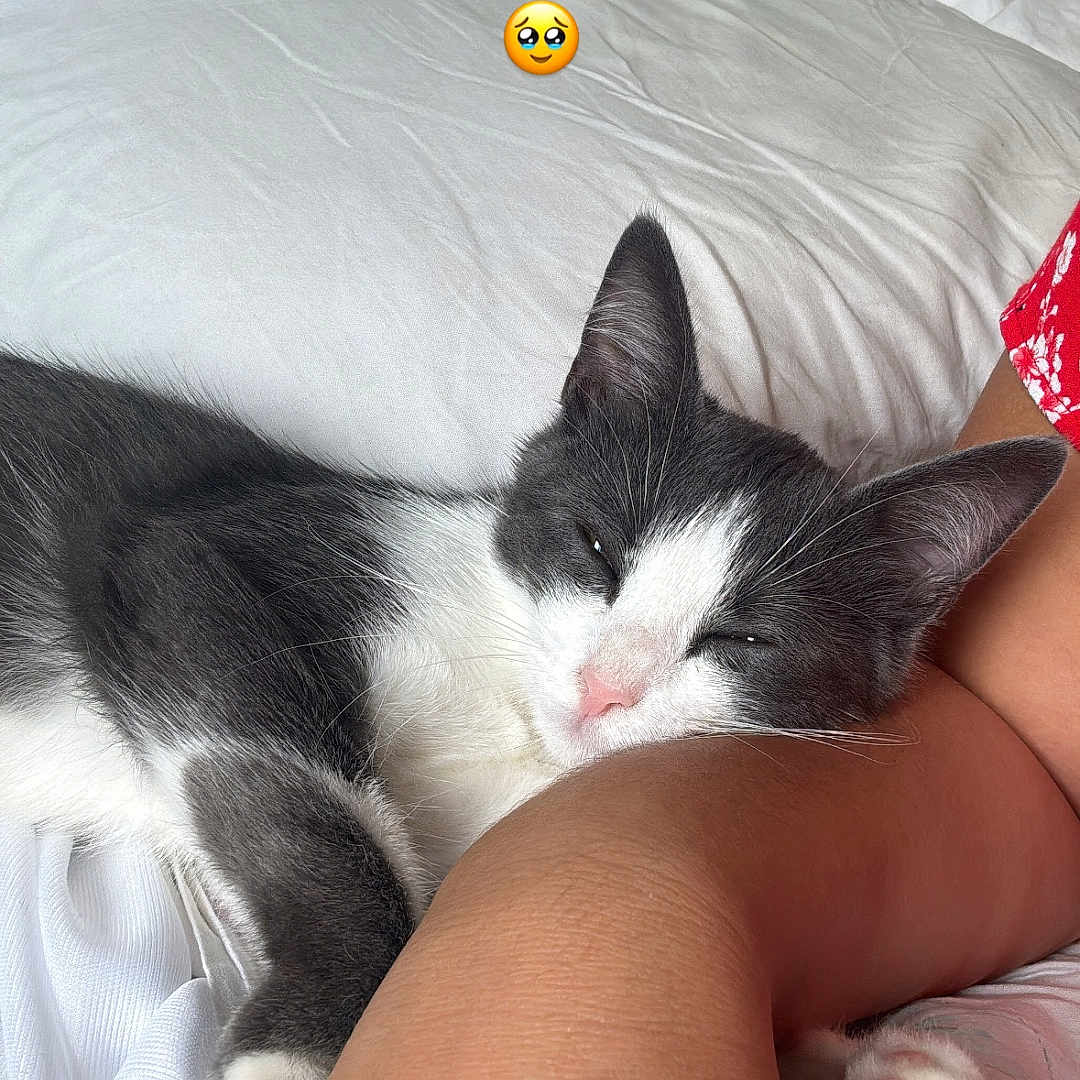 Pesto a rejoint le concours — aidez-le/la à gagner de superbes lots ! arm, bed, calm, cat, close_up, cozy, cute, feline, gray_and_white, human, indoor, nap, paw, pet, pink_nose, relaxed, resting, sleeping, soft_light, white_bedspread