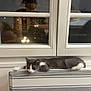 cat, gray_cat, white_cat, indoor, window, reflection, heater, resting, sleepy, furniture, home, relaxing, domestic_animal, pet, animal, window_frame, night, person_reflection, glasses, hair_bun