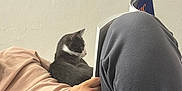 Pesto a rejoint le concours — aidez-le/la à gagner de superbes lots ! cat, person, reading, book, indoor, relaxing, casual_clothing, wall, furniture, hand, knees, pants, black_and_white_cat, lounging, home, curious, resting, comfort, quiet, leisure