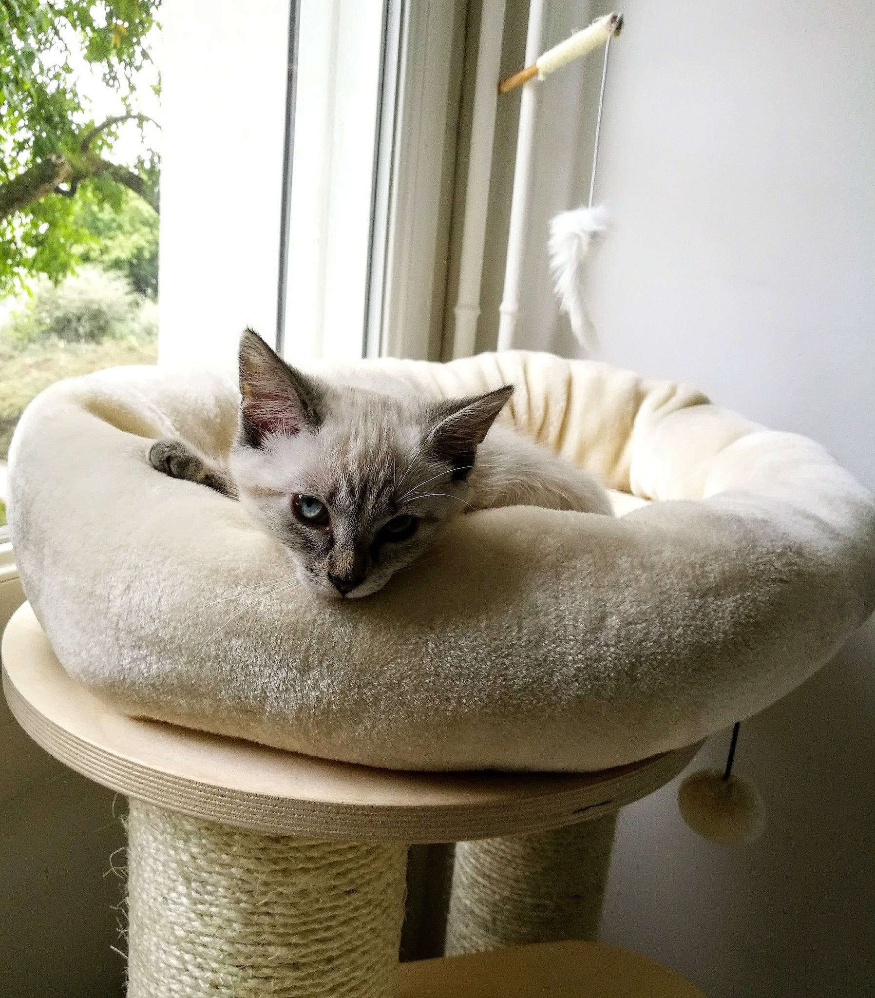Nasa participe au concours pour gagner de l'argent avec cette photo : asian, burmilla, carnivore, cat, cat_bed, comfort, fawn, felidae, furniture, kitten, mammal, small_to_medium_sized_cats, thai, tonkinese, whiskers