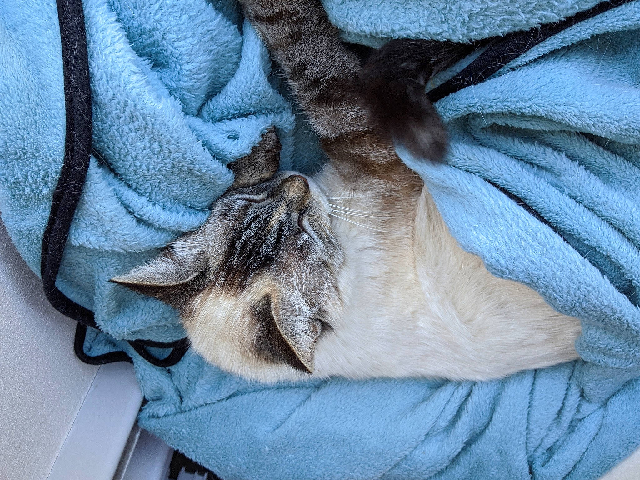 Nasa participe au concours pour gagner de l'argent avec cette photo : carnivore, cat, chausie, european_shorthair, felidae, fur, small_to_medium_sized_cats, tabby_cat, textile, whiskers