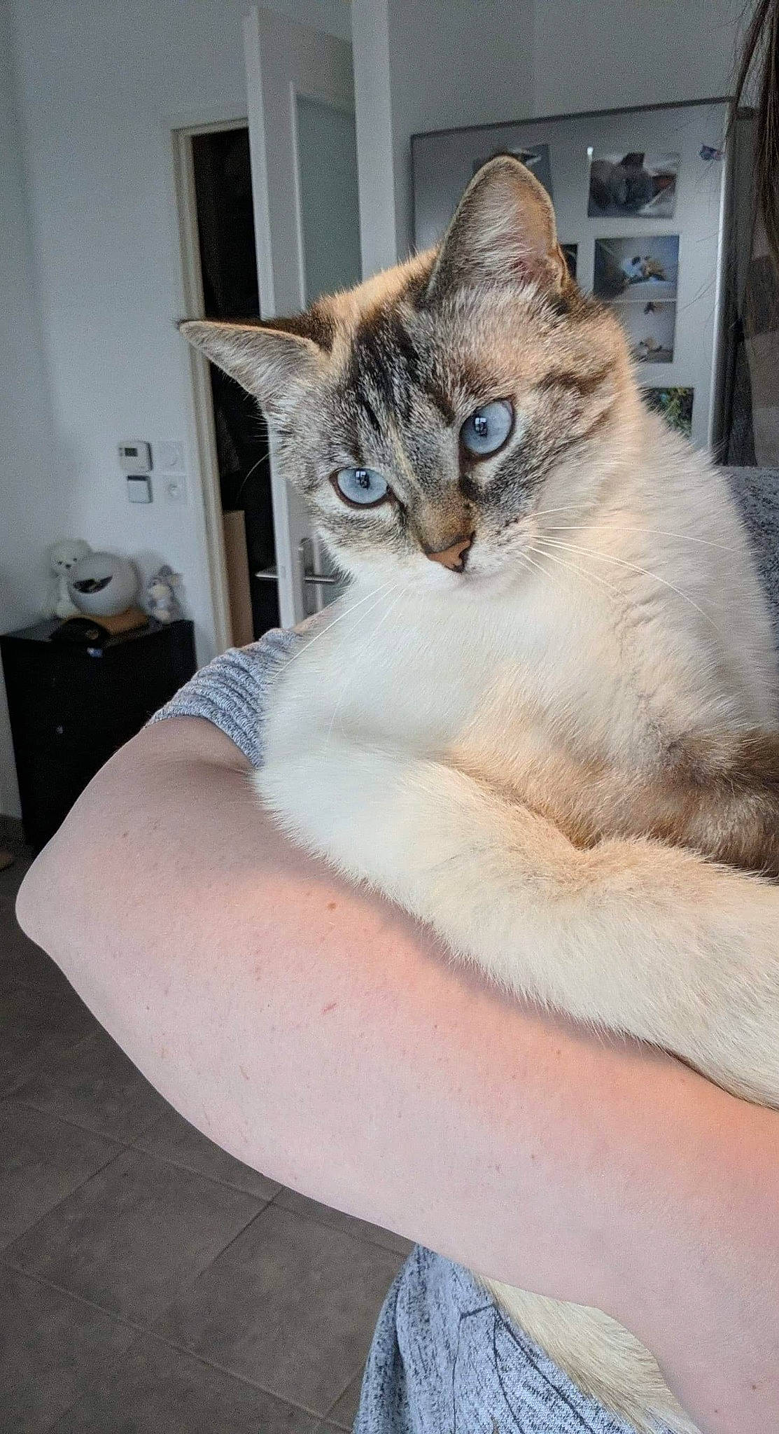 Nasa participe au concours pour gagner de l'argent avec cette photo : aegean_cat, asian, australian_mist, balinese, burmilla, carnivore, cat, domestic_short_haired_cat, european_shorthair, felidae, fur, javanese, mammal, ojos_azules, singapura, small_to_medium_sized_cats, thai, tonkinese, vertebrate, whiskers