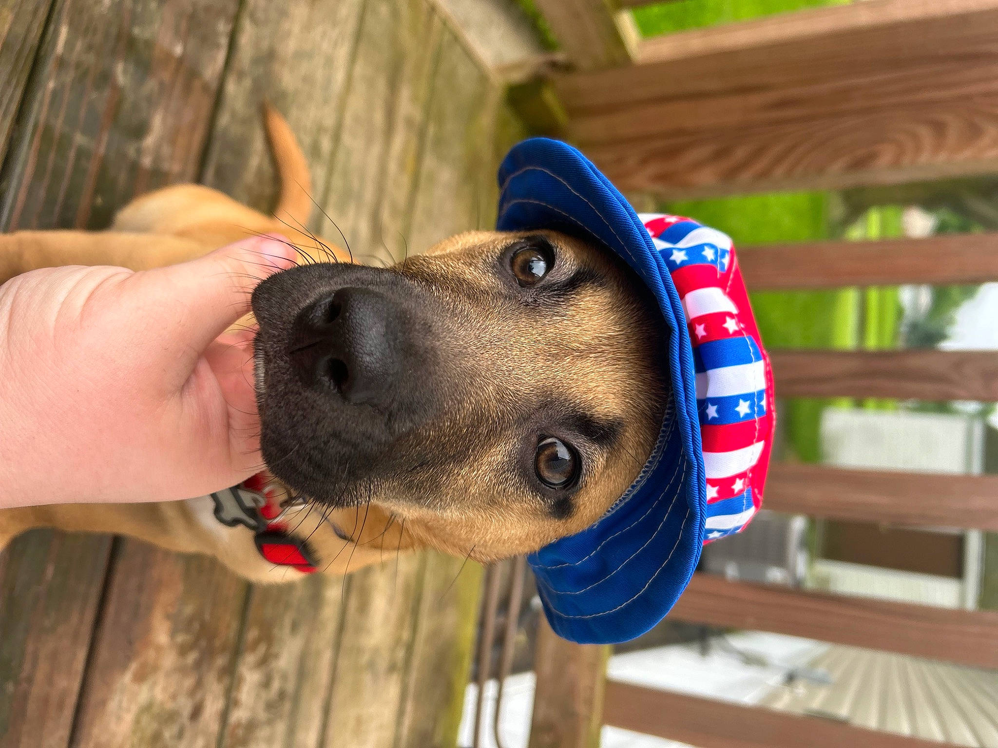 Bella joined the competition — help win amazing prizes! canidae, cap, carnivore, collar, companion_dog, dog, dog_breed, dog_collar, electric_blue, fashion_accessory, fawn, fur, helmet, personal_protective_equipment, pet_supply, snout, sporting_group, wood, working_animal, wrinkle