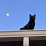 black_cat, cat, animal, pet, outdoor, sky, moon, roof, daylight, blue_sky, feline, watchful, alert, mammal, whiskers, ears, silhouette, nature, quiet, still