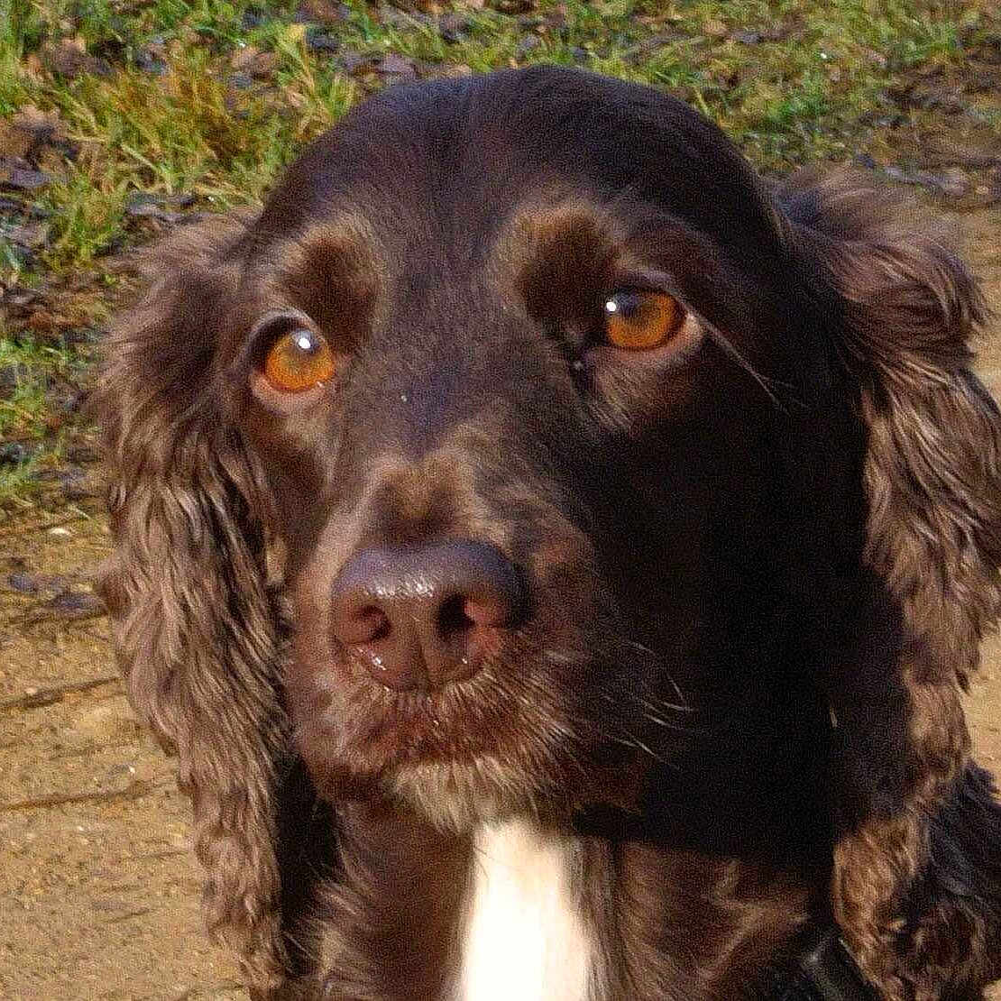 Truffle is registered to the contest to win money with this photo: