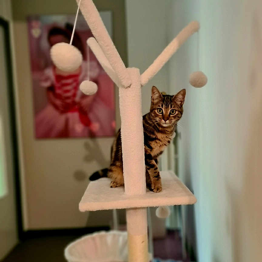 Simba a rejoint le concours — aidez-le/la à gagner de superbes lots ! animal, cat, cat_tree, cozy, curious, domestic, feline, furniture, hanging_ball, home, indoor, looking, perched, pet, plush, portrait, soft, tabby, toy, wall_art