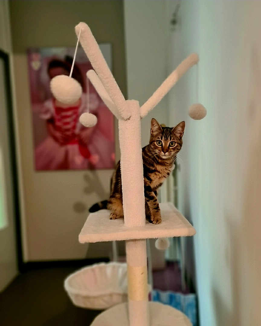Simba