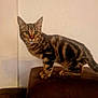 cat, kitten, tabby, striped_fur, pet, animal, indoor, couch, furniture, brown, curious, alert, whiskers, ears, paws, young, domestic, mammal, side_view, standing