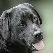 Lucrece a rejoint le concours — aidez-le/la à gagner de superbes lots ! dog, labrador, black_dog, pet, animal, tongue_out, portrait, close_up, canine, friendly, fur, ears, snout, muzzle, background_blur, outdoor, companion, cute, looking_at_camera, happy