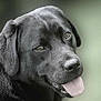 dog, labrador, black_dog, pet, animal, tongue_out, portrait, close_up, canine, friendly, fur, ears, snout, muzzle, background_blur, outdoor, companion, cute, looking_at_camera, happy