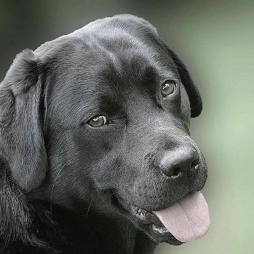 Lucrece a rejoint le concours — aidez-le/la à gagner de superbes lots ! animal, background_blur, black_dog, canine, close_up, companion, cute, dog, ears, friendly, fur, happy, labrador, looking_at_camera, muzzle, outdoor, pet, portrait, snout, tongue_out