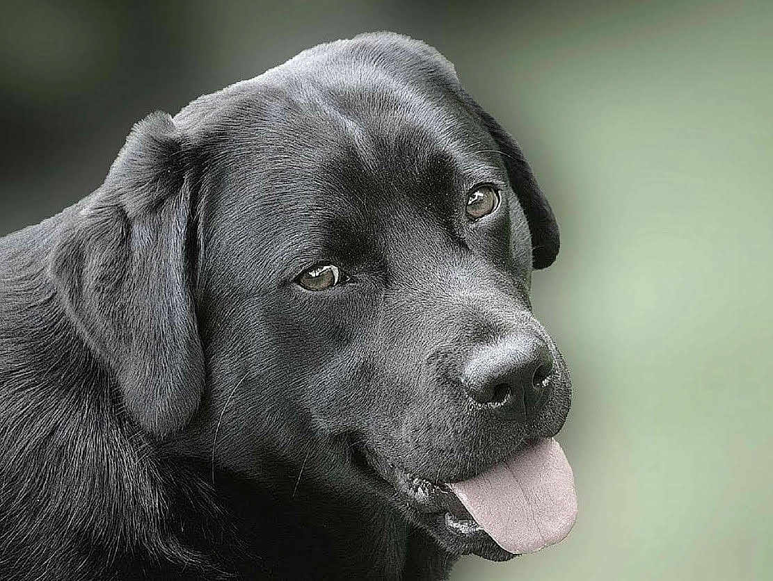 Lucrece a rejoint le concours — aidez-le/la à gagner de superbes lots ! dog, labrador, black_dog, pet, animal, tongue_out, portrait, close_up, canine, friendly, fur, ears, snout, muzzle, background_blur, outdoor, companion, cute, looking_at_camera, happy