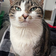 Adagail joined the competition — help win amazing prizes! cat, tabby, white_fur, green_eyes, close_up, pet, animal, indoor, blanket, checkered, fur, whiskers, ears, sitting, portrait, domestic_cat, cute, feline, calm, curious