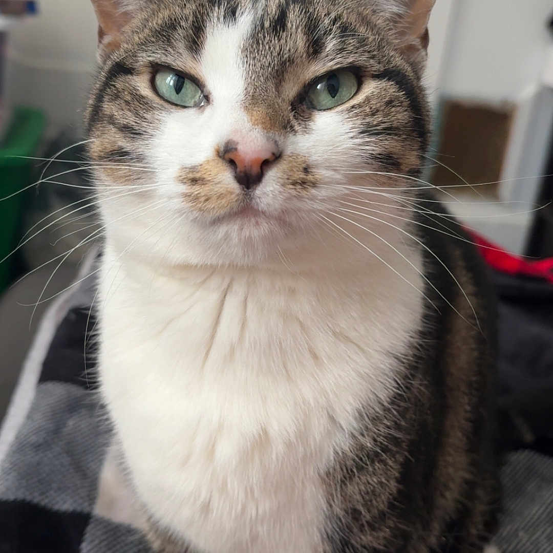 Adagail joined the competition — help win amazing prizes! animal, blanket, calm, cat, checkered, close_up, curious, cute, domestic_cat, ears, feline, fur, green_eyes, indoor, pet, portrait, sitting, tabby, whiskers, white_fur