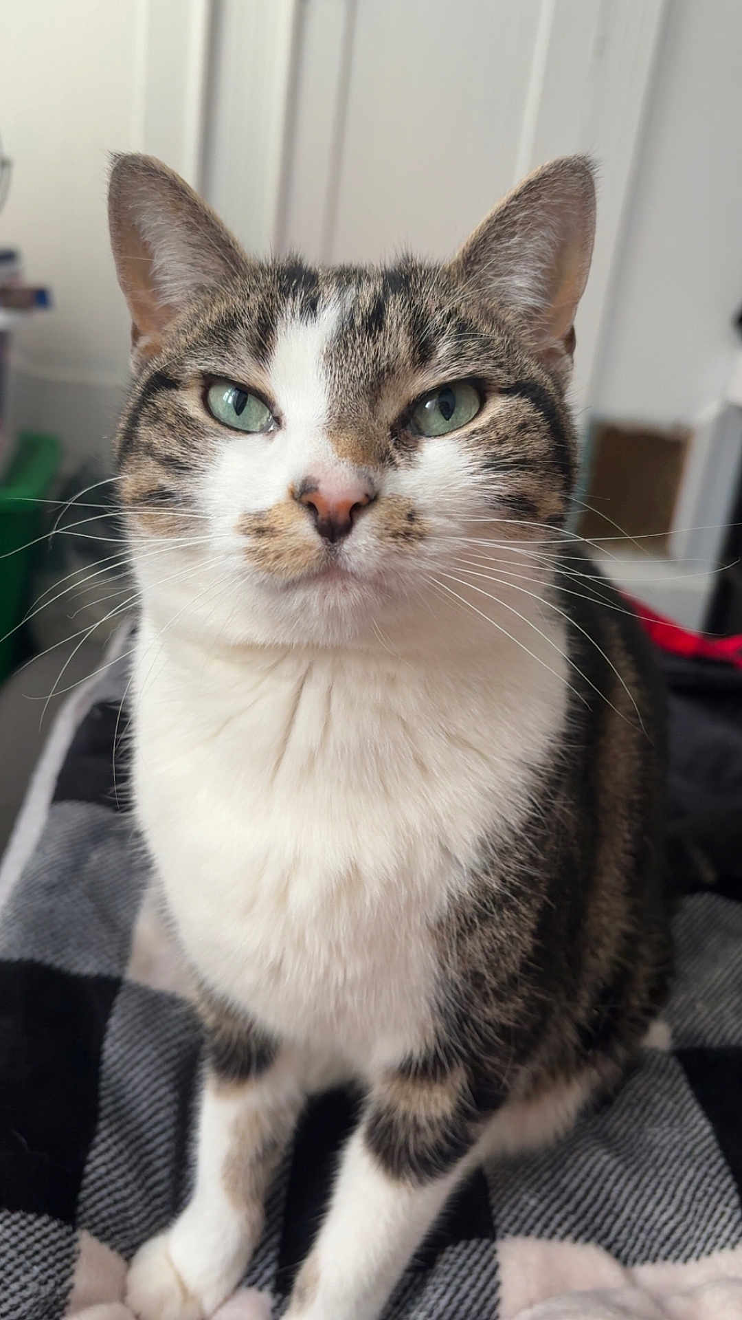 Adagail joined the competition — help win amazing prizes! cat, tabby, white_fur, green_eyes, close_up, pet, animal, indoor, blanket, checkered, fur, whiskers, ears, sitting, portrait, domestic_cat, cute, feline, calm, curious