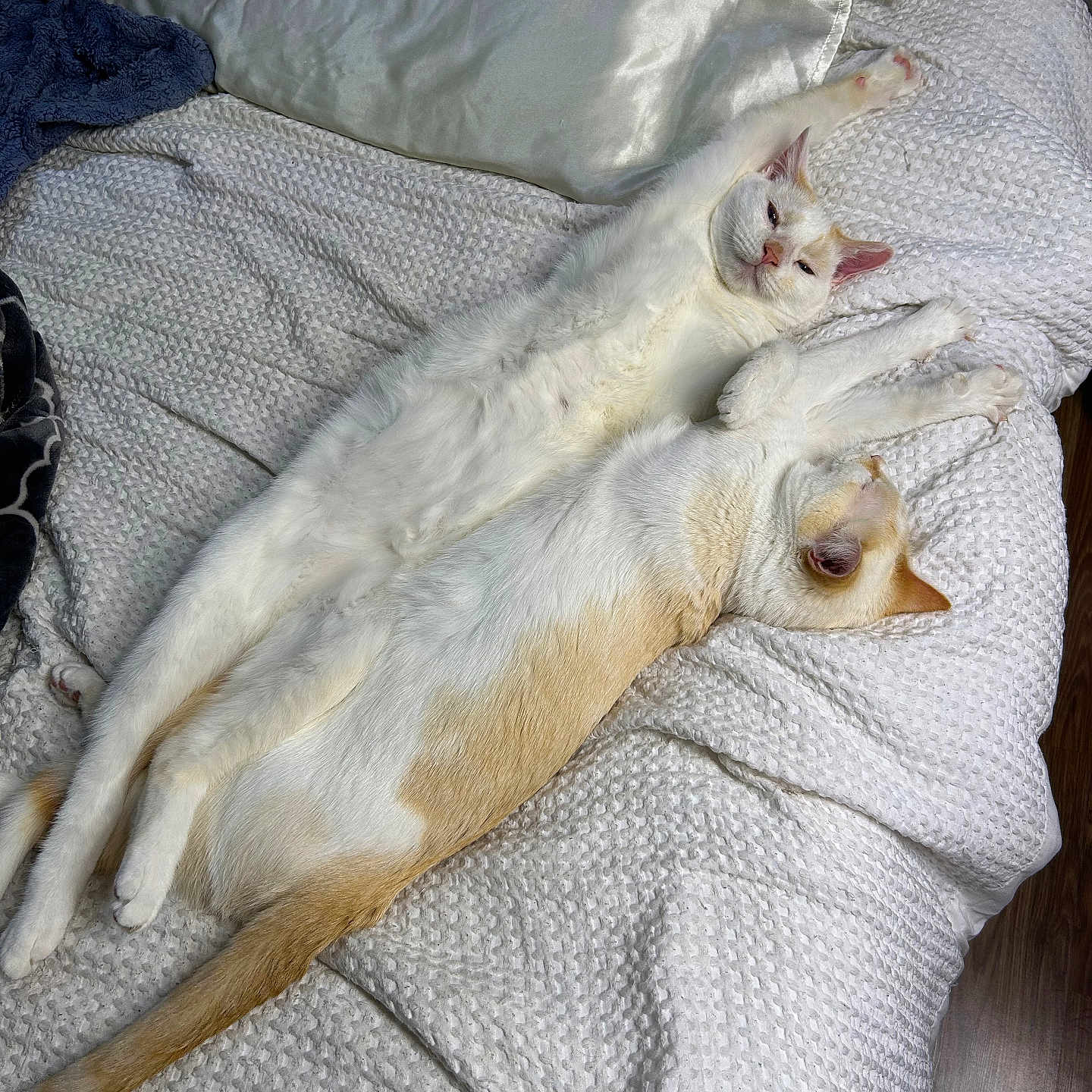 Milo joined the competition — help win amazing prizes! animal, bed, blanket, cat, comfortable, companion, cozy, cute, domestic, feline, fur, indoor, orange_cat, pets, relaxing, resting, sleepy, stretching, two_cats, white_cat