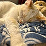 cat, sleeping, white_cat, orange_spots, paw, blanket, cozy, indoor, fur, close_up, resting, cute, pet, animal, soft, relaxed, comfort, feline, napping, warm