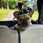 Frank is registered to the contest to win money with this photo: dog, french_bulldog, pet, animal, golf_cart, golf_clubs, outdoor, greenery, blurred_background, resting, close_up, portrait, leash, summer, daylight, nature, cute, canine, relaxed, travel