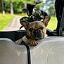 dog, french_bulldog, pet, animal, golf_cart, golf_clubs, outdoor, greenery, blurred_background, resting, close_up, portrait, leash, summer, daylight, nature, cute, canine, relaxed, travel