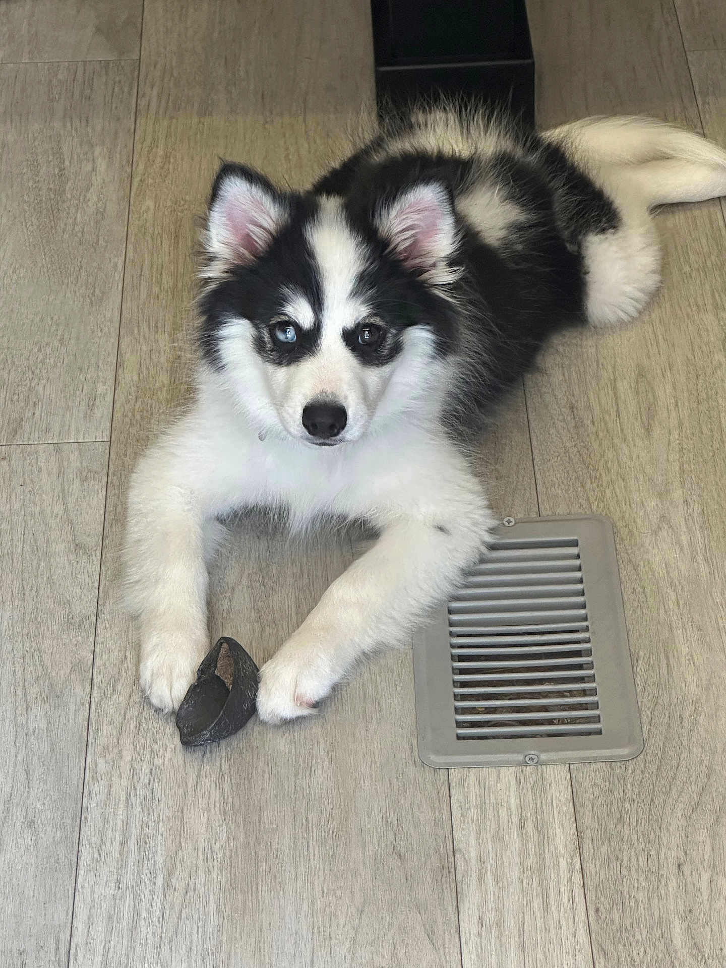 Harlequin joined the competition — help win amazing prizes! puppy, dog, black_and_white, heterochromia, floor, wooden_floor, vent, indoor, pet, cute, fur, animal, lying_down, paw, ears, nose, toy, young_dog, adorable, pet_indoor