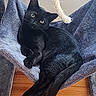 Connie Mae is registered to the contest to win money with this photo: animal, black_cat, cat, cat_bed, cozy, curious, cute, domestic_cat, feline, fur, hammock, home, indoor, pet, portrait, relaxed, resting, soft_texture, wooden_floor, yellow_eyes