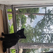 Connie Mae is registered to the contest to win money with this photo: animal, black_cat, curious, daylight, domestic_cat, feline, greenery, home, house, indoor, kitten, looking, nature, pet, quiet, sky, tree, window, windowsill, young_cat