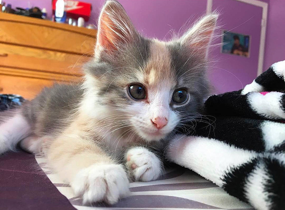 Mazie joined the competition — help win amazing prizes! cabinetry, carnivore, cat, chair, chest_of_drawers, claw, comfort, domestic_short_haired_cat, felidae, fur, paw, small_to_medium_sized_cats, snout, tail, whiskers