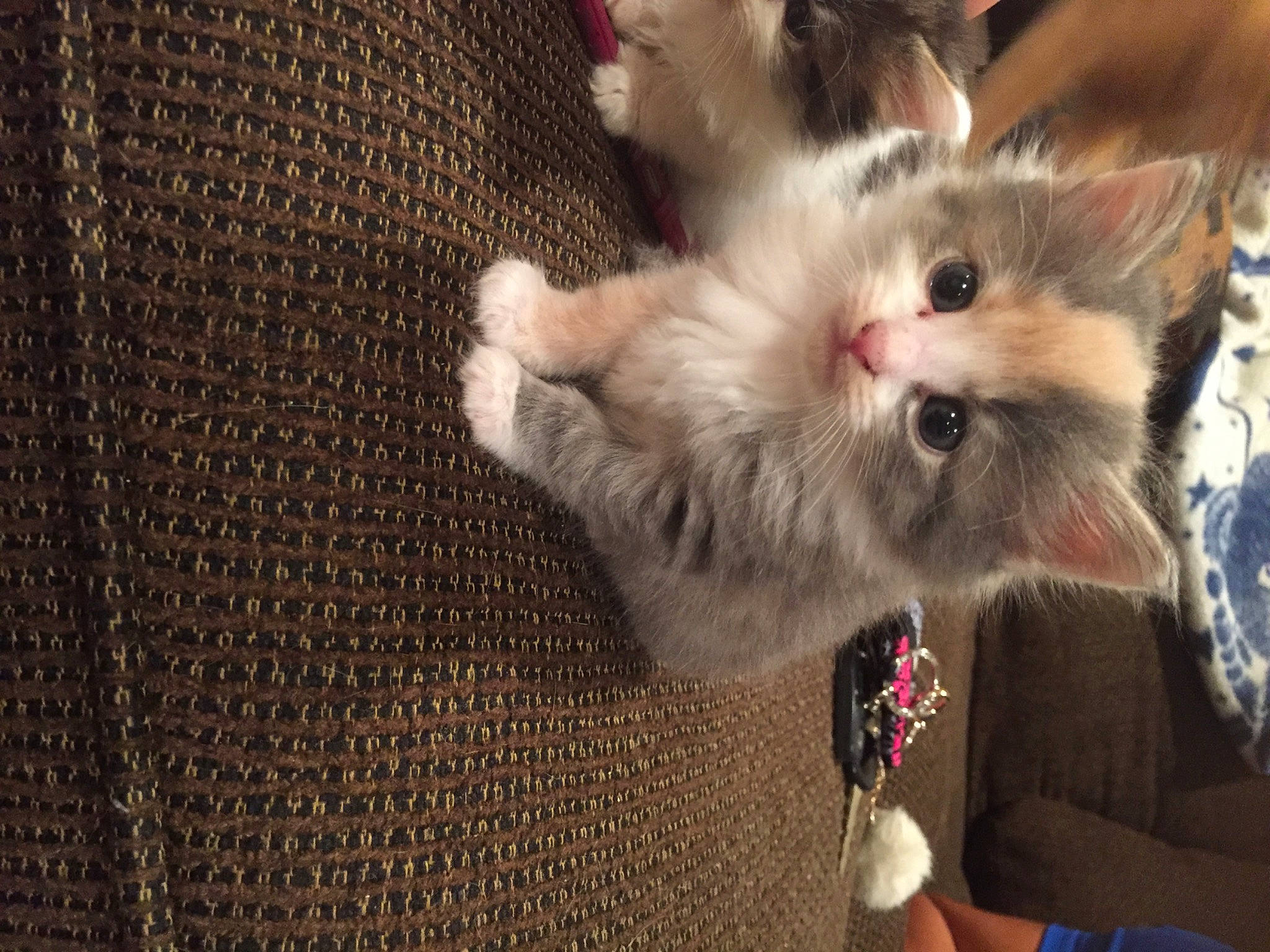 Mazie is registered to the contest to win money with this photo: carnivore, cat, claw, domestic_short_haired_cat, fawn, felidae, fur, pattern, paw, photo_caption, plant, ragdoll, small_to_medium_sized_cats, snout, tail, whiskers