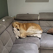 Valko participe au concours pour gagner de l'argent avec cette photo : blanket, brown, couch, cozy, curled_up, dog, framed_picture, furniture, golden_fur, golden_retriever, home_interior, houseplant, indoor, living_room, pet, plush_toy, relaxed, shelf, sleeping, sofa