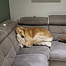 blanket, brown, couch, cozy, curled_up, dog, framed_picture, furniture, golden_fur, golden_retriever, home_interior, houseplant, indoor, living_room, pet, plush_toy, relaxed, shelf, sleeping, sofa