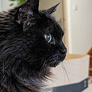 Princesse participe au concours pour gagner de l'argent avec cette photo : cat, black_cat, fluffy_fur, indoor, pet, animal, closeup, profile_view, whiskers, eye, feline, curious, soft_light, blurred_background, box, plant, domestic_animal, fur_texture, household, portrait