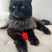Princesse participe au concours pour gagner de l'argent avec cette photo : animal, black_cat, cat, close_up, couch, domestic_cat, eyes, face, fluffy, fur, indoor, leather, mammal, paws, pet, red_toy, relaxed, toy, whiskers, white_background