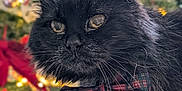 Princesse participe au concours pour gagner de l'argent avec cette photo : animal, black_cat, bow_tie, celebration, christmas_tree, close_up, cozy, cute, decoration, domestic, feline, festive, fluffy, holiday_decor, holiday_season, indoor, lights, ornaments, pet, portrait