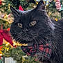Princesse participe au concours pour gagner de l'argent avec cette photo : black_cat, bow_tie, christmas_tree, holiday_decor, ornaments, lights, festive, indoor, pet, animal, close_up, feline, fluffy, cute, portrait, holiday_season, decoration, celebration, cozy, domestic