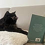 Princesse a rejoint le concours — aidez-le/la à gagner de superbes lots ! cat, black_cat, sunglasses, reading, book, couch, pillow, indoor, pet, fluffy, cozy, relaxing, feline, eyewear, home, leisure, animal, portrait, side_view, soft