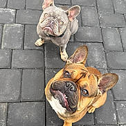 Frank joined the competition — help win amazing prizes! animal, brown_dog, canine, close_up, companions, curious, cute, dog, ears_up, french_bulldog, friendly, gray_dog, looking_up, outdoor, pavement, pet, playful, portrait, sitting, two_dogs