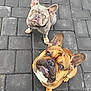 animal, brown_dog, canine, close_up, companions, curious, cute, dog, ears_up, french_bulldog, friendly, gray_dog, looking_up, outdoor, pavement, pet, playful, portrait, sitting, two_dogs