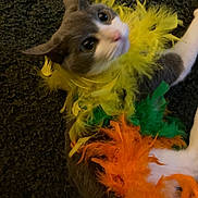 Maddi joined the competition — help win amazing prizes! cat, pet, feathers, costume, colorful, yellow, green, orange, animal, fur, indoor, curious, looking_up, closeup, playful, domestic_cat, soft, cute, lying_down, texture