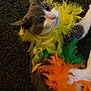 cat, pet, feathers, costume, colorful, yellow, green, orange, animal, fur, indoor, curious, looking_up, closeup, playful, domestic_cat, soft, cute, lying_down, texture