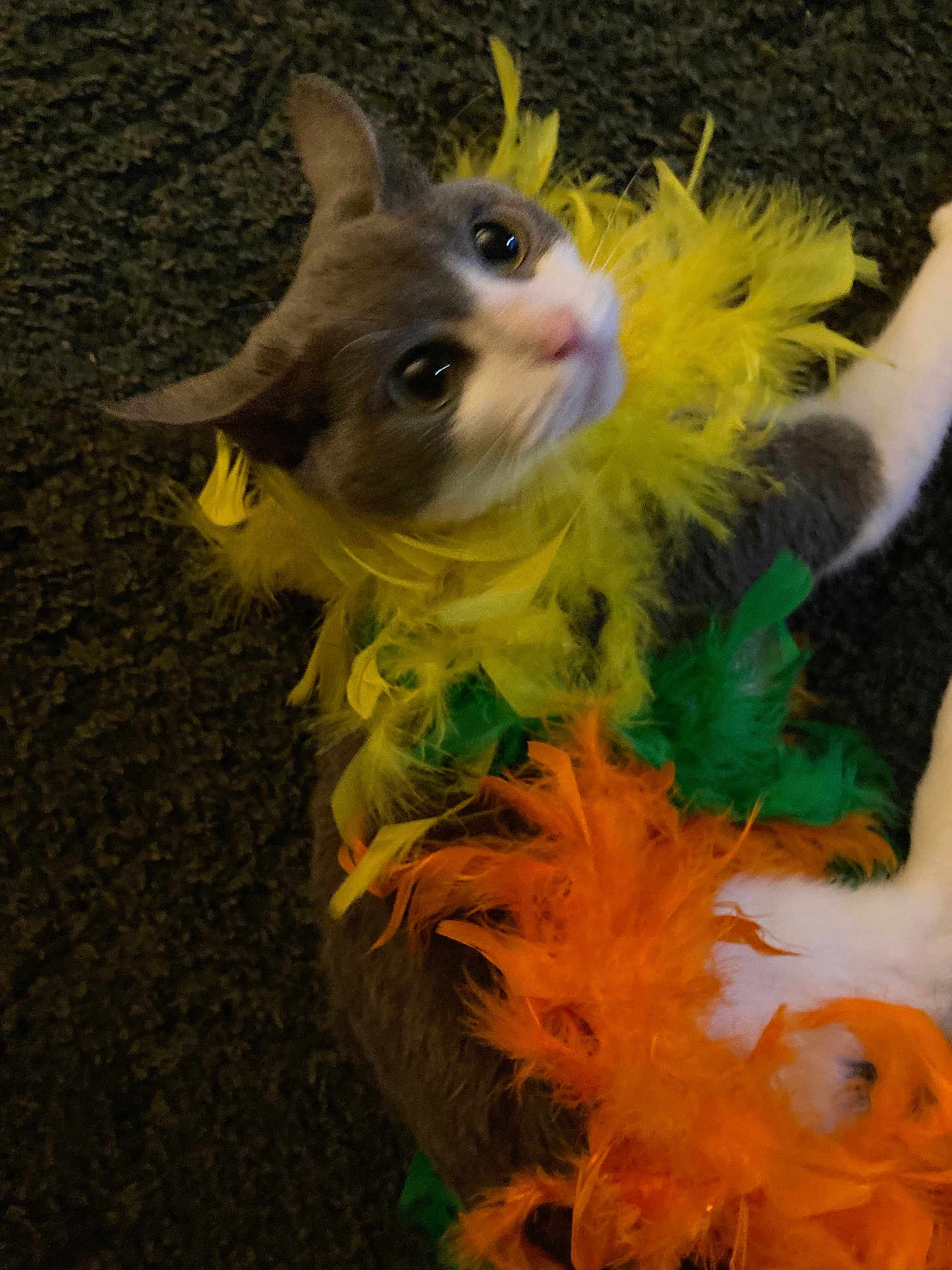 Maddi joined the competition — help win amazing prizes! cat, pet, feathers, costume, colorful, yellow, green, orange, animal, fur, indoor, curious, looking_up, closeup, playful, domestic_cat, soft, cute, lying_down, texture
