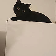 Kitty a rejoint le concours — aidez-le/la à gagner de superbes lots ! cat, black_cat, pet, animal, indoor, ceiling, cupboard, perched, eyes, whiskers, portrait, feline, curious, peeking, resting, furniture, shadow, high_angle, home, minimalism