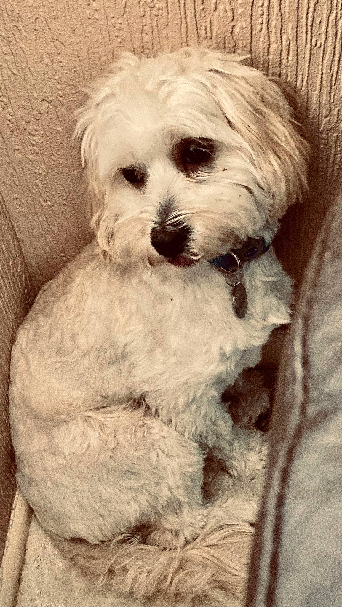 Tom is registered to the contest to win money with this photo: canidae, carnivore, companion_dog, dog, dog_breed, fur, maltepoo, non_sporting_group, poodle_crossbreed, puppy_love, shih_poo, small_terrier, snout, sporting_group, terrier, toy_dog, water_dog, working_animal, yorkipoo