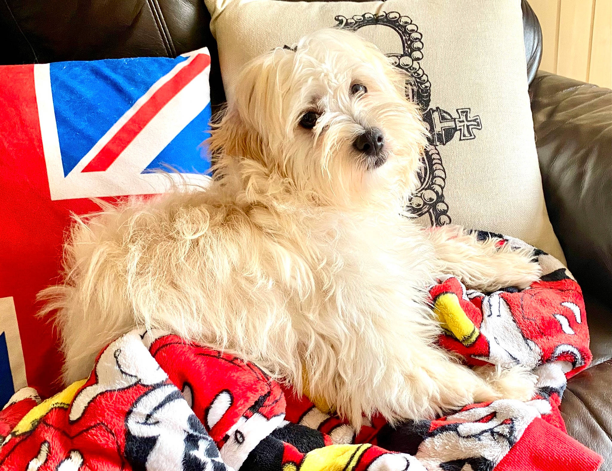 Tom is registered to the contest to win money with this photo: canidae, carnivore, collar, comfort, companion_dog, corgi_chihuahua, dog, dog_breed, dog_supply, event, fur, maltepoo, pet_supply, small_terrier, sporting_group, terrier, throw_pillow, toy_dog, working_animal, yorkipoo